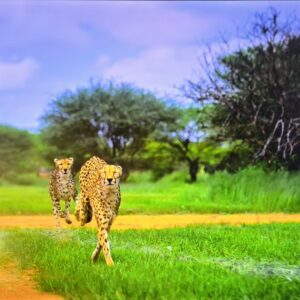 Konka Full HD, voice control, Google television 43"